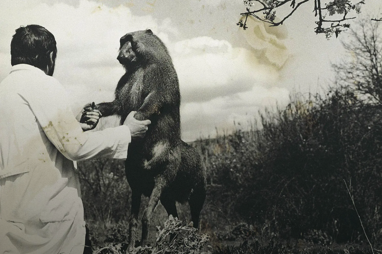 Análisis Posfotografía Centaurus Neandertalensis